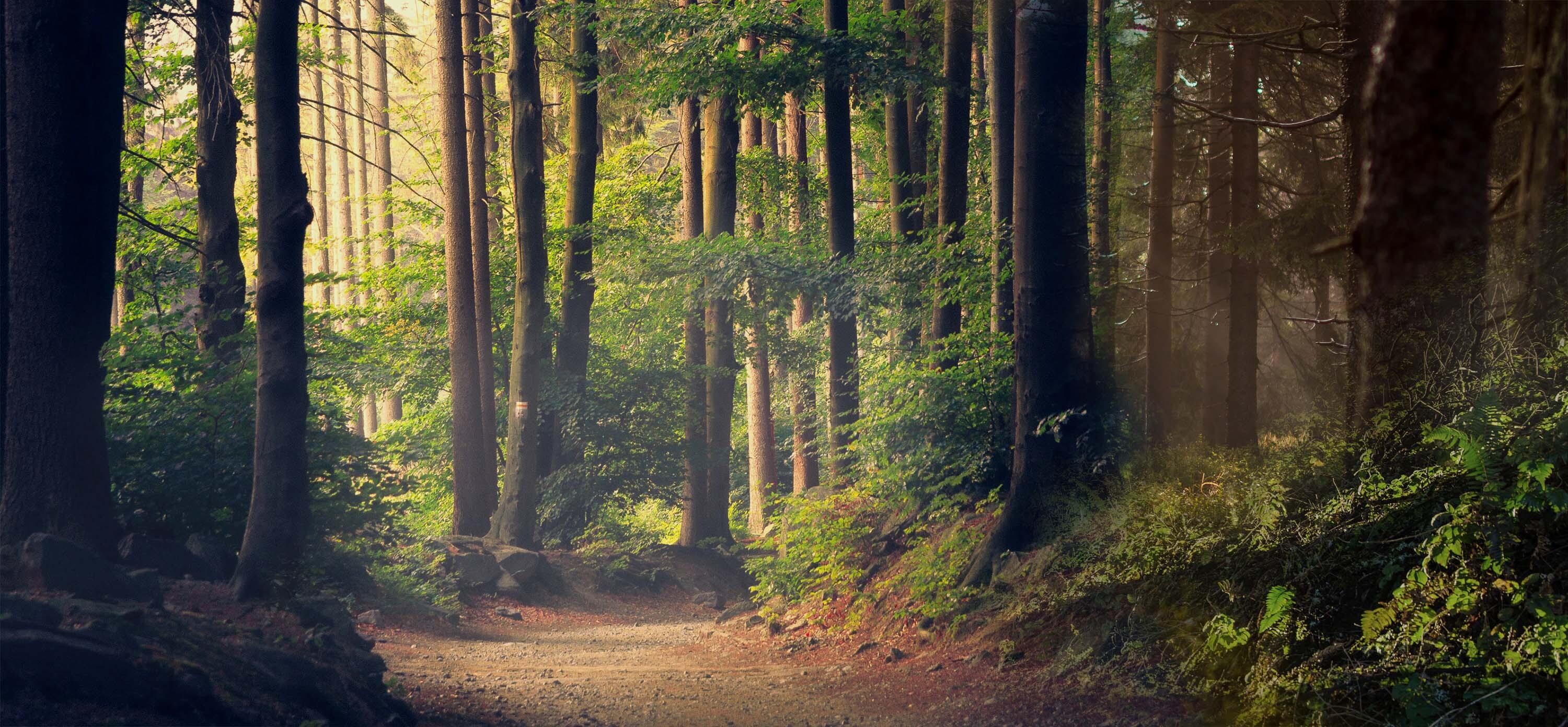Mood_Kategorie_Wald